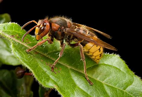 Širšių lizdo kotletų paruošimas