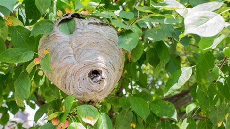 Širšių lizdas gamtoje