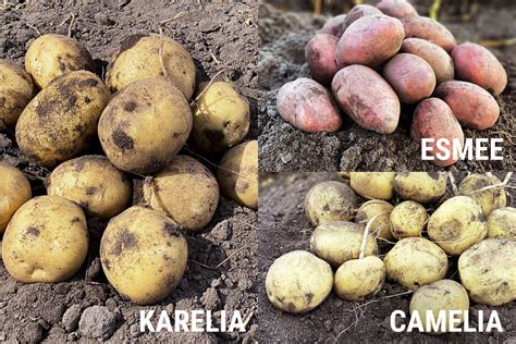 Įvairios bulvių veislės cepelinams