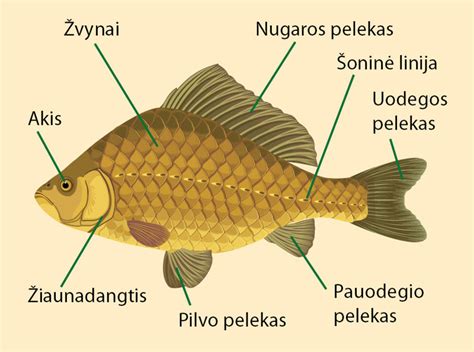 Schema: Pagrindiniai žuvies konservavimo principai