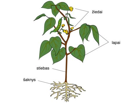 Alijošiaus augalas ir jo lapai