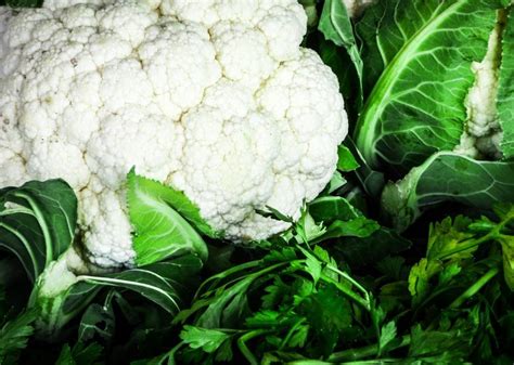 Kopūstų daigų auginimas