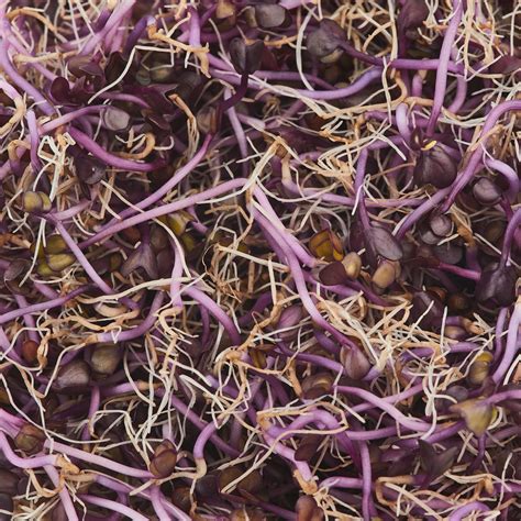 Sveiki kopūstų daigai