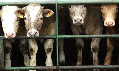 Gyvulininkystės poveikis aplinkai