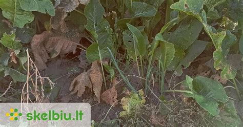 Krienų šaknis ir lapai