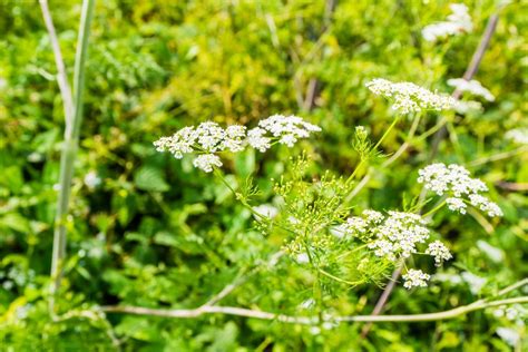 Pelyno augalas laukinėje gamtoje