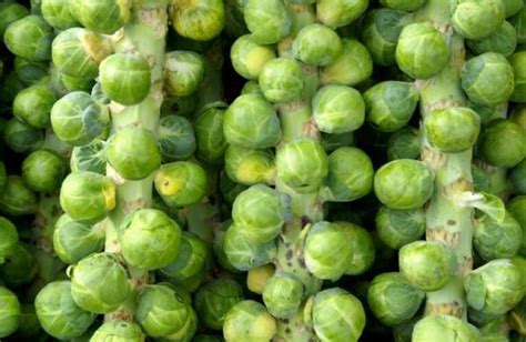 Briuselio kopūstų veislės