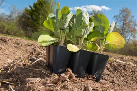 Briuselio kopūstų sodinimas