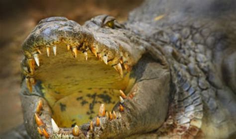 Krokodilas medžioja