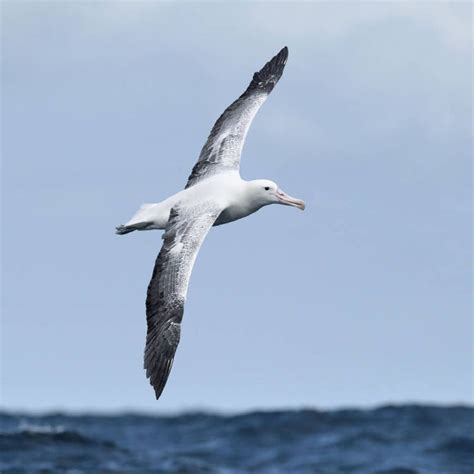 Klajojantysis albatrosas