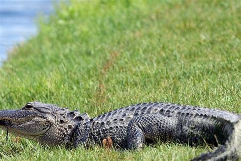 Amerikinis aligatorius