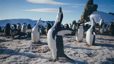 Pingvinų kolonija Antarktidoje