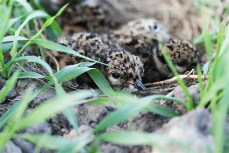 Mėlynųjų antilopių jaunikliai