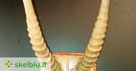 Mėlynosios antilopės ragai