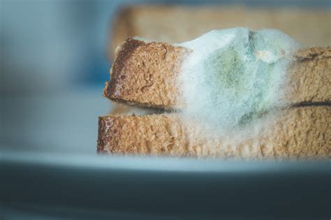 Pelėsio rūšys ant duonos