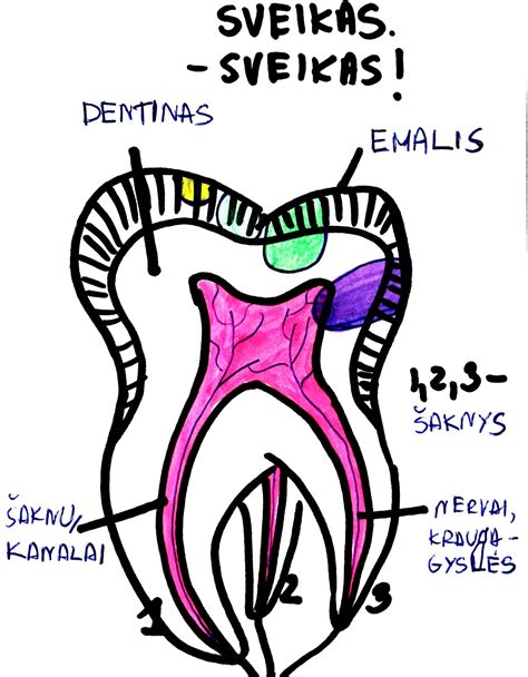Danties struktūra ir karieso pažeidimas