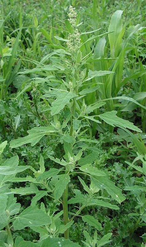 Paprastojo kiškio kopūsto lapai ir žiedai