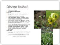 Įvairios kiškio kopūsto rūšys