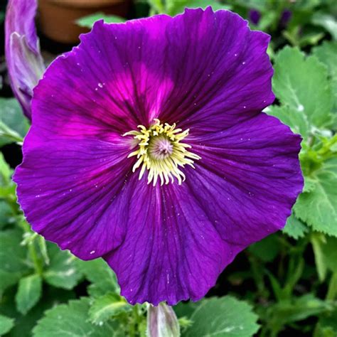 Simptomai ligų ir kenkėjų