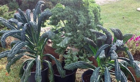 Violetinių lapinių kopūstų veislės