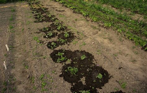 Sodinimo schema ir atstumai tarp lapinių kopūstų