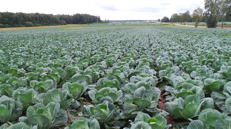 Žiedinių kopūstų laukas, paruoštas purenimui