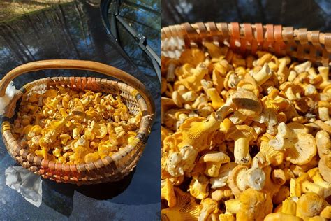 Vaizdas su surinktomis voveraitėmis miške