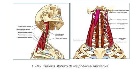 Stuburo kaklinės dalies schema