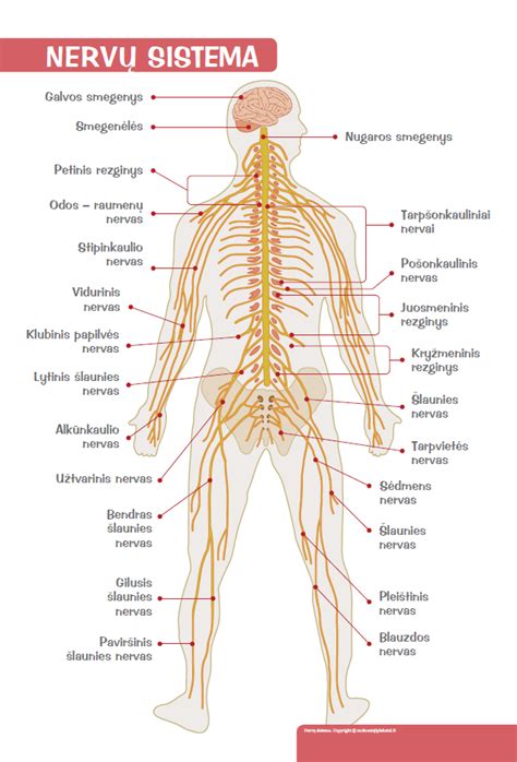 Nervų sistema žmogaus galvoje