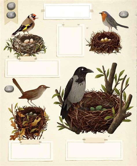 Įvairūs paukščių lizdai