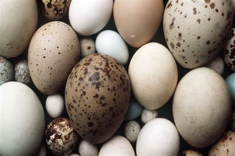 Paukščių kiaušinių spalvų įvairovė