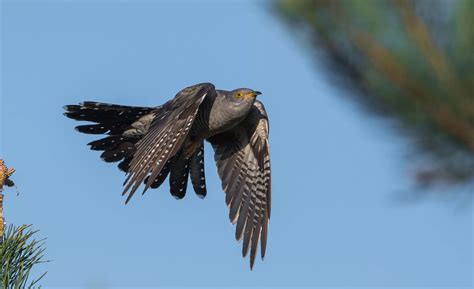 Gegutė deda kiaušinį į svetimą lizdą