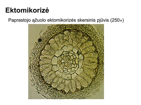 Schematinis kiaušinio pjūvis su paaiškintomis dalimis