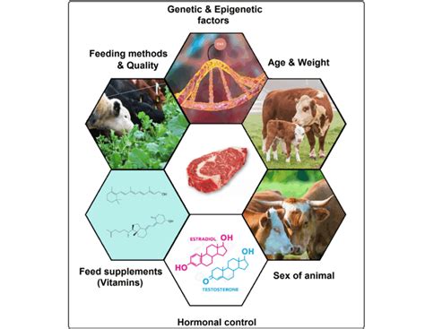 infographic showing factors influencing meat marbling