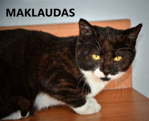 katės ėdantis sausą ir šlapią maistą