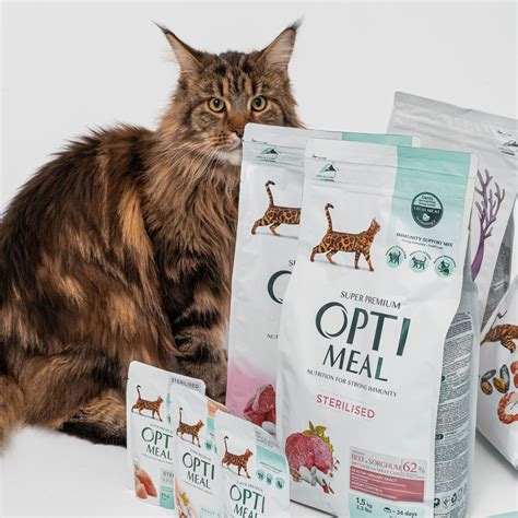 katė po sterilizacijos