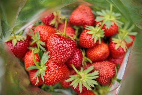 braškės citrinos krepšelyje