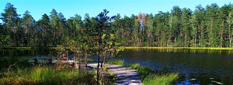 Dzūkijos miškai ir grybų rinkimas