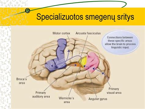 Žmogaus smegenų veikla