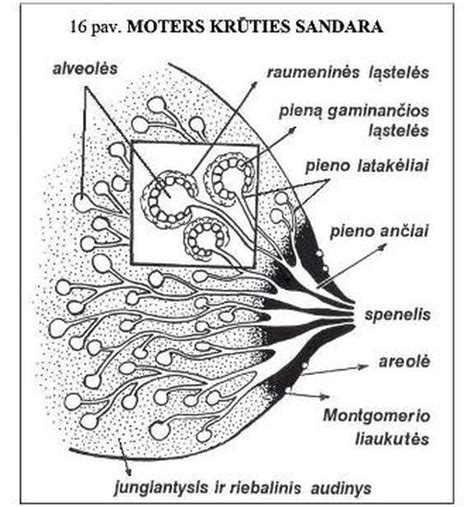 Krūties diagrama su pieno latakais ir alveolėmis
