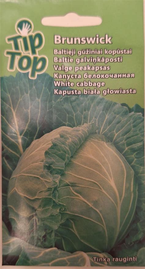 Šviežių kopūstų gūžės, paruoštos rauginimui