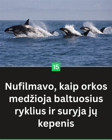 Permo ryklio dantis ir jo šlifai