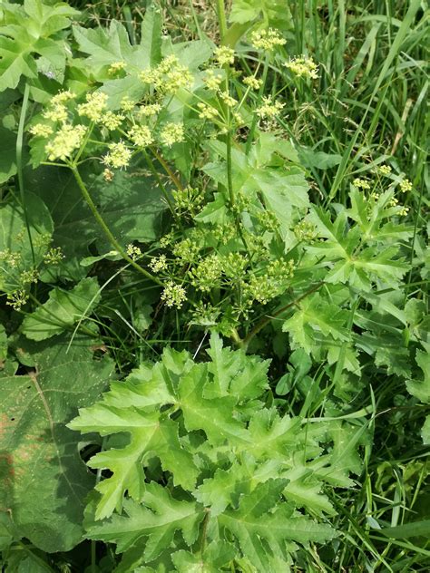 Lankinis barštis (Heracleum sphondylium)