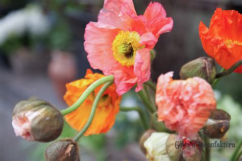 Įvairių spalvų aguonų žiedai