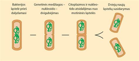 Salmonelės bakterijos pavojaus schema