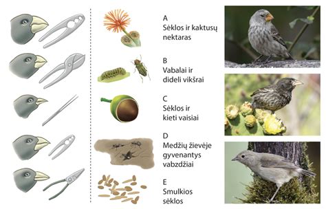 ropių rūšių įvairovė ir spalvos