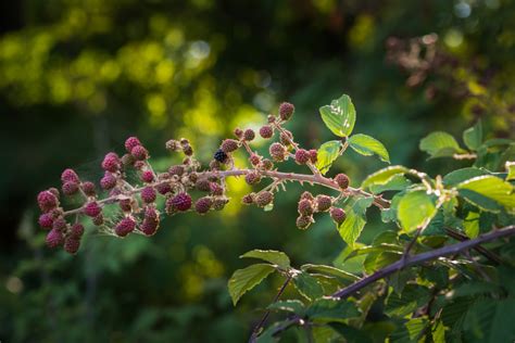 Gervuogių užpiltinė