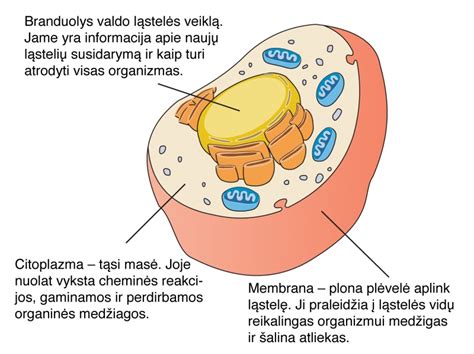 Daugialąsčio organizmo ląstelių struktūra ir specializacija
