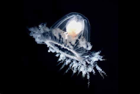 Medūza Turritopsis Dohrnii - biologiškai nemirtingas organizmas