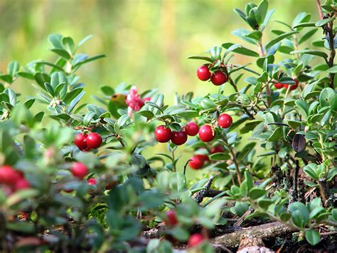 Spanguolių krūmas su uogomis